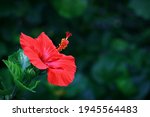 Red Hibiscus Flower With Bokeh...