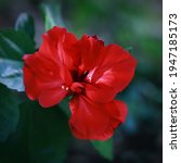 Double Red Hibiscus Flower With ...