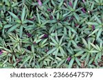 Small photo of Dwarf Moses-in-the-Cradle plant or Dwarf Boat Lily plant, planted as ground cover plant in the garden, top view