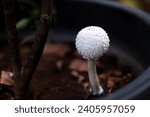 Small photo of American abrupt bulbed amanita mushroom growing on pot