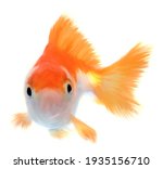 Goldfish Pet Digital Brush Oil...