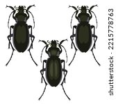 Vector black beetle with whiskers ground beetle insect flat with shadows on white background for insects collection