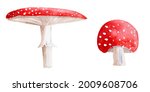 Pair Of Mushrooms Amanita...