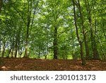 Outdoor forest image in spring with lush natural foliage. Beautiful HDR view of forest with green trees and fallen leaves on the ground.