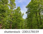 Spring trees in the forest with blue sky background. HDR nature photography. 