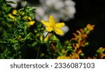 Small photo of Saint John's Wort flower (Hypericum perforatum). Medicinal flowering plant blossom in macro shot outdoors with natural lighting and selective focus.