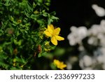 Small photo of Saint John's Wort (Hypericum perforatum). Macro shot of medicinal flowering plant in bloom. Outdoor nature photography.