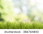 Bright spring grass field with...