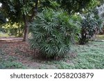 Small photo of Rhapis excelsa (broadleaf lady palm or bamboo palm) plant in the park