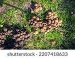 Group Of Wild Mushrooms In...