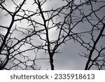 Thorny Branches and Cloudy Sky
