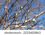 Close up of beech tree buds covered in snow with a background of bright blue sky