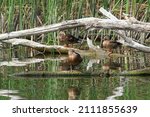 Waterfowl, wild ducks are resting on sunken logs on a defocused background of reeds and water. Selective focus