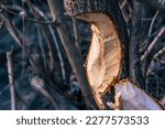 Detail Of A Tree Eaten By A...