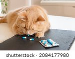 Small photo of Wonderful cat swallowing a pill. Really cute cat taking a palatable tablet by himself. Veterinary drug treatment concept. Supplements and antibiotics for cats.