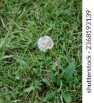Small photo of a dandelion gone to seed with bright white "wish" seeds