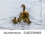 Egyptian goose female with little goslings on lake