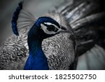 Peacock Is National Bird Of...
