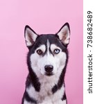 Small photo of funny hussy breed dog, pink studio background. concept of canine emotions