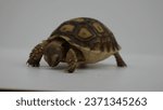 Small photo of Kura-kura ini juga dijuluki ‘spur tortoise’ atau ‘African Spur Thigh tortoise”, karena memiliki taji berbentuk kerucut di paha belakangnya