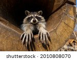 A Raccoon In A Hollow. The...