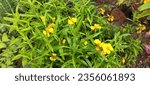 Small photo of Mexican Tarragon growns all spring and summer. It produces yellow blossoms. Common names include Mexican marigold, Mexican mint marigold, Mexican tarragon, sweet mace and Texas Tarragon.