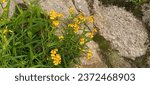 Small photo of Tagetes lucida is a perennial plant. Other common names include sweet scented marigold, Mexican marigold, Mexican mint marigold, Mexican tarragon, sweet mace and Texas tarragon.