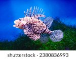 Common lionfish or red lionfish ...