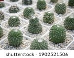 Mammillaria spinosissima cv. UN PICO , Small cactus planted in white pot in nursery