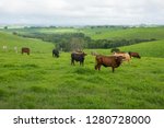Australian Cattle farm with green pasture, brown cows and dark stormy skies 