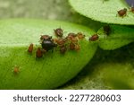 Small photo of Many aphids under citrus plant leaf . Aphids are sucking pest which suck cell sap from plant and affects the growth and development of plant. Used selective focus.