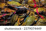 Small photo of The crabs, with their dark, mottled shells and sharp pincers, scuttle about, perhaps in a specially designed display, ready to be selected for a delectable seafood dish