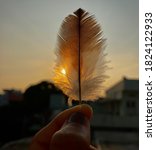 Small photo of Pretence: The mighty sun behind the delicate feather.