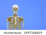 Human skeleton model. Anatomical skeleton model. Skeletal system isolated on blue background.