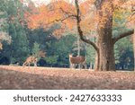 Nara Park and deer in the early morning of autumn with beautiful autumn leaves