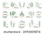 cereal and grain. rice wheat... | Shutterstock .eps vector #2093005876