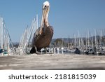 A Brown Pelican Resting On A...