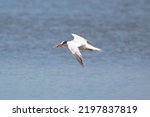 An Elegant Tern flying hunting for fish in the Elkhorn Slough salt flats.
