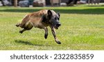 Small photo of A Belgian Malinois shepherd running and playing at the park