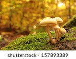 Mushrooms On A Stump Covered...