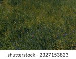 Small photo of Colorful flowers in the meadow. Summer flowers on a green field in the park. Flower beds, colorful summer flower bed from above. Meadow flowers. Wild flower mix.