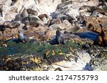 Seals Sunbathing On Geyser...