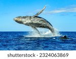 Small photo of Huge humpback whale emerging from the deep sea waters of Cabo San Lucas in Baja California Sur, Mexico after surfacing to breathe and jumping on the surface of the Pacific Ocean. Marine animal concept