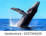 Humpback whale emerging from the deep sea and jumping off the Mexican coast of Cabo San Lucas in the Cut Sea, after migrating from the cold waters of Alaska to the warm Mexican waters of the Ocean.