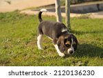 Small photo of Two-months old beagle puppy snelling the lawn in the park.