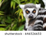 Close Up Of A Ring Tailed Lemur ...