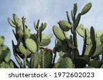 Green Nopal Cactus In Mexico ...