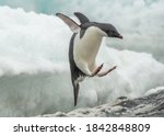 Ad Lie Penguin Jumping From A...