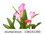 Four Flowers Of A Pink Calla...