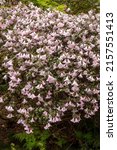 Rhododendron Williamsianum...